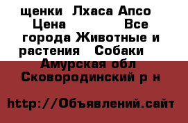 щенки  Лхаса Апсо › Цена ­ 20 000 - Все города Животные и растения » Собаки   . Амурская обл.,Сковородинский р-н